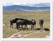 07IntoNgorongoro - 060 * Black Wildebeest.